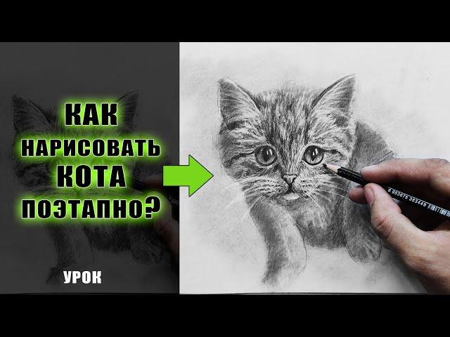 Как нарисовать КОШКУ карандашом ПОЭТАПНО для начинающих