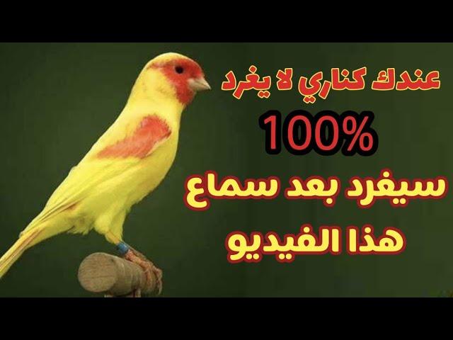 تغريد كناري قوي لتحفيز الكناري على التغريد بث مباشر