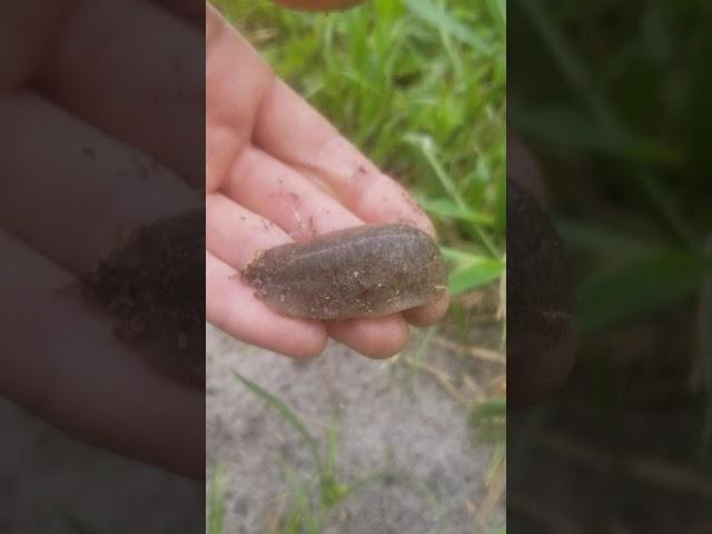 Fire ant hill and Giant Leopard Slug - Florida Wwoof Farm