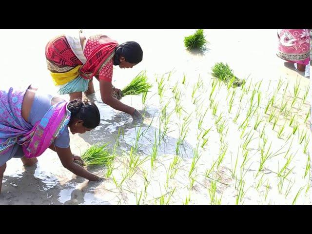 Paddy(Rice) Cultivation At Village. #PaddyCultivation