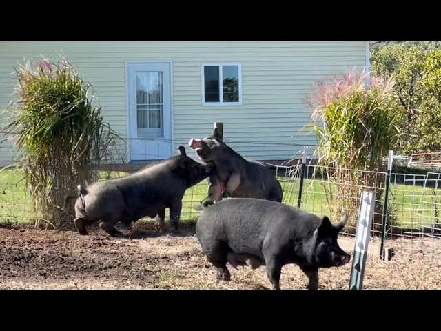 FIGHTING PIGS,  Weaned sow breaks into mommas pasture with their piglets