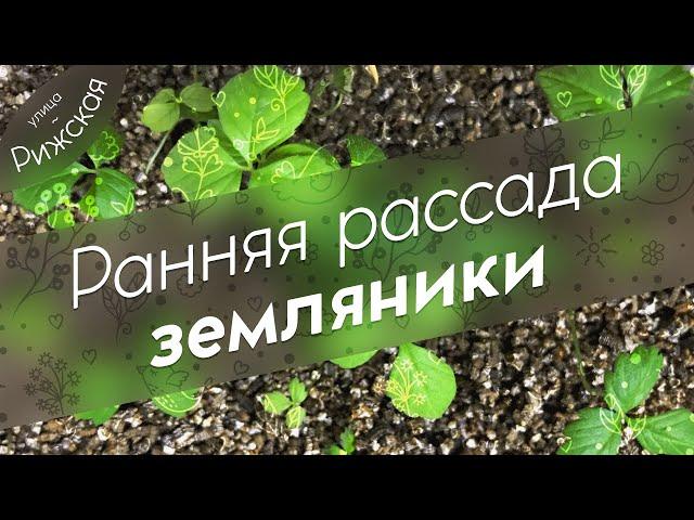 Земляника  Ранний посев на рассаду