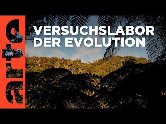 Die Insel La Réunion | Doku HD | ARTE