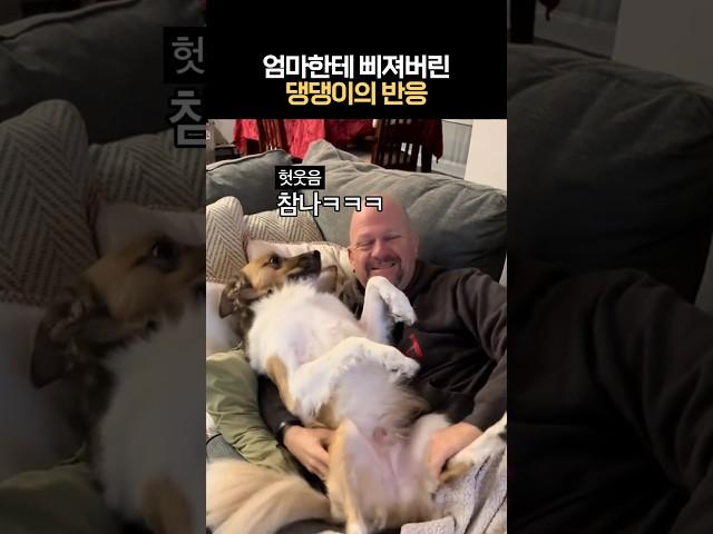 엄마한테 삐져버린 댕댕이의 반응 #완전삐졌개