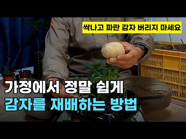 103.가정에서 감자를 일년 내내 수확해서 기르는 쉬운 방법입니다