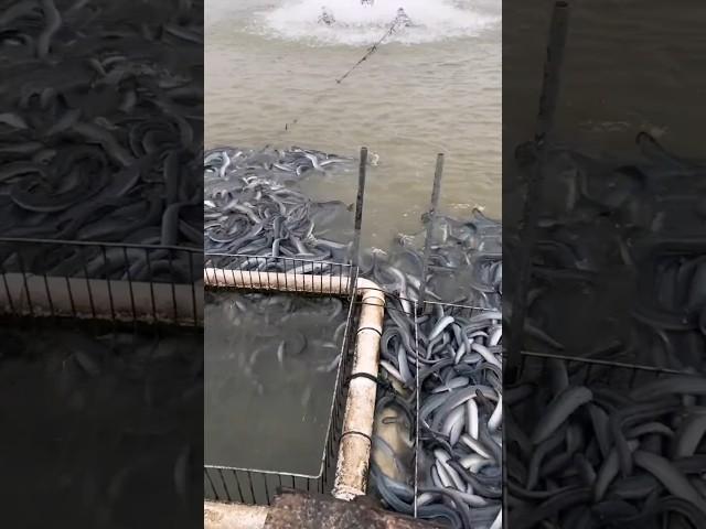 Thousand Japanese Eel Feeding in a Pond #eelfeeding #eel #japanese #agriculture
