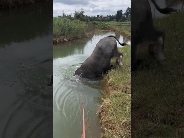 buffalobull in deep water #shorts #buffalovideo #buffalo #trending #shortsfeed #indiatopindia