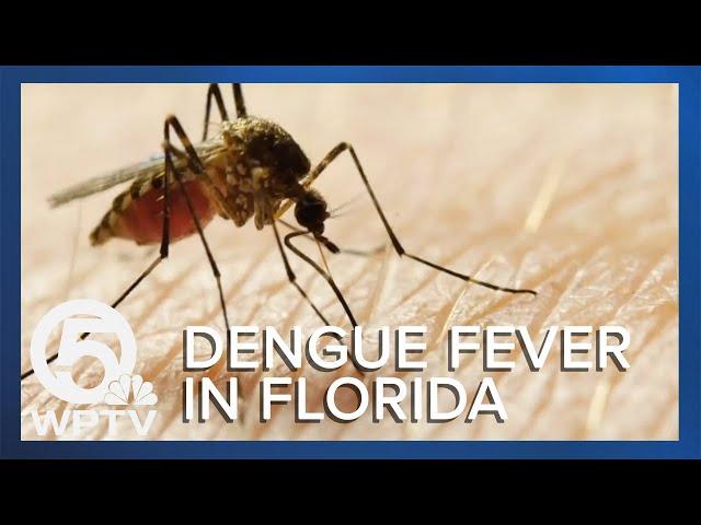 What are the symptoms of dengue fever?