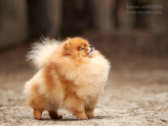 Cute Pomeranian dog Darikar Ummy. #001 #pomeranians  #cutepomeranian #pomeranianlovers