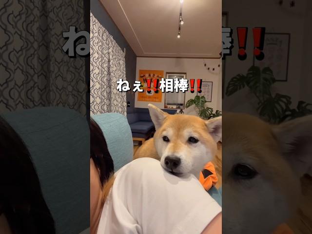 なんだかんだで優しいポン#柴犬 #shiba #shorts