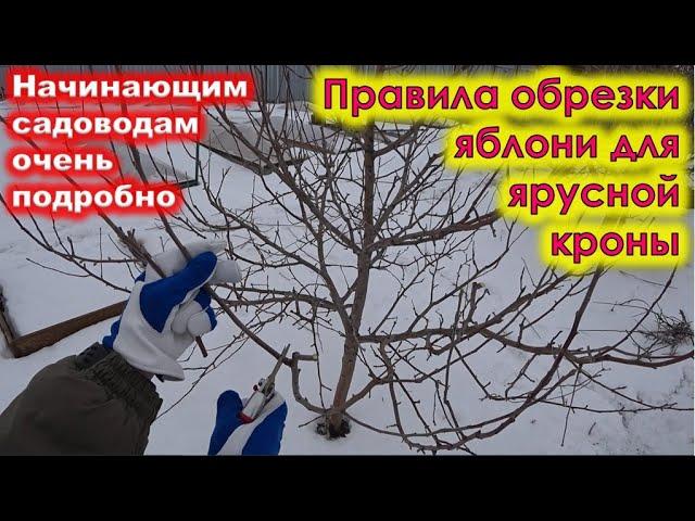 Основные ПРАВИЛА ОБРЕЗКИ ЯБЛОНИ для ярусной формировки кроны.