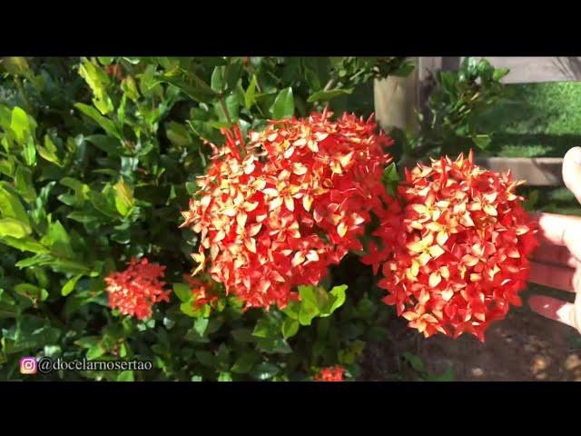 TOUR PELO QUINTAL DA MINHA CASA! FLORES DO MEU JARDIM - MINHAS PLANTAÇÕES - parte 1