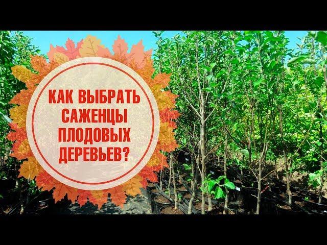 Как выбрать саженцы плодовых деревьев?  Полезные советы от эксперта HitsadTV