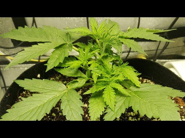 SLIDESHOW - Vegetative Phase - Green Crack Auto by Fast Buds - 1st Grow Ever! - 2x2x3 Mini Tent Grow