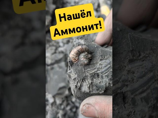 Что скрывает древняя глина? #окаменелости #камнемания #аммонит #наутилус #динозавры #золото #fossils