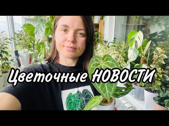 Цветочные НОВОСТИ