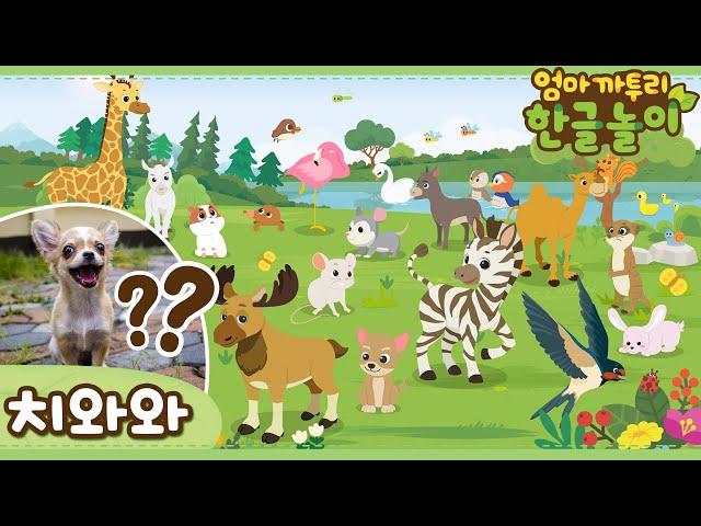 * Chihuahua * | Learn Animals Name in Korean | Katuri | Learn Korean | Learn Animals