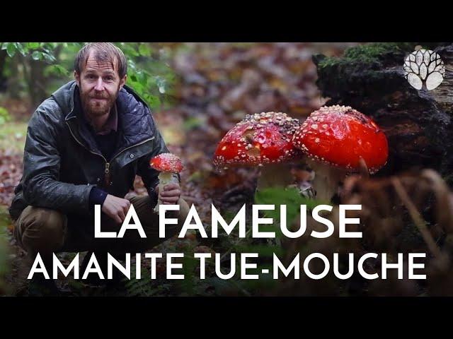 L'amanite tue-mouches : belle avec toxicité