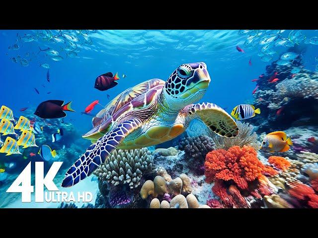 Aquarium 4K Video (Ultra HD)  Beautiful Coral Reef Fish - Relaxation Meditation Music