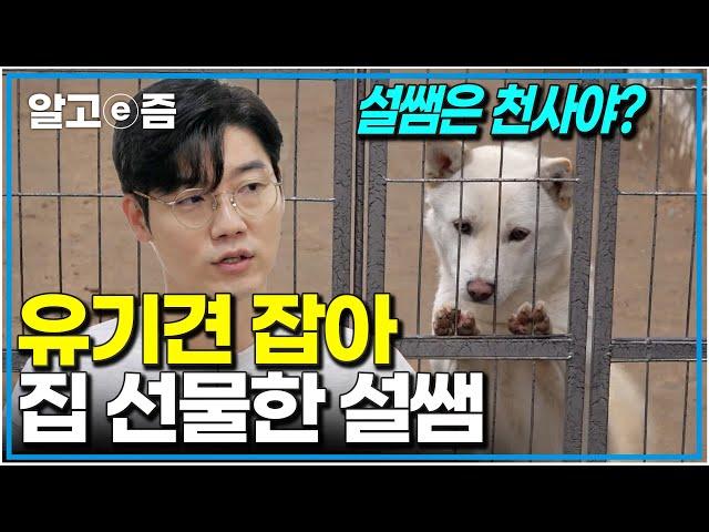 "이제 유기견 생활 끝!" 사람 보고 덜덜덜 떨던 유기견 집 지어 줬더니 180도 달라진 개의 마음 │세상에 나쁜 개는 없다│알고e즘