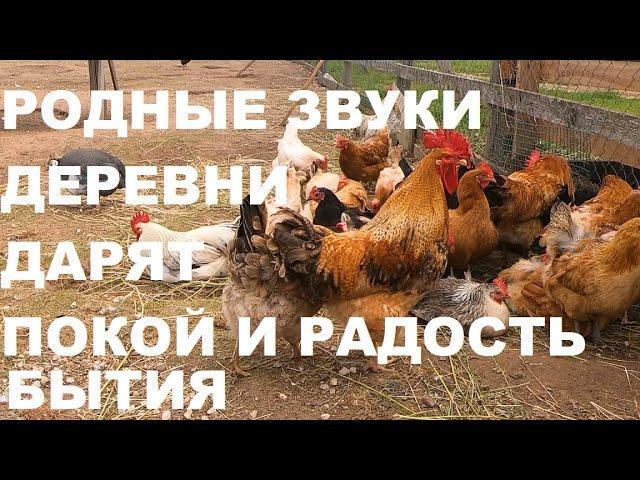 ЗВУКИ ДЕРЕВНИ-ЭТО ЗВУКИ НАСТОЯЩЕЙ ЖИЗНИ,ПОКОЯ И УМИРОТВОРЕНИЯ.ОЗДОРОВЛЕНИЕ НЕРВНОЙ СИСТЕМЫ.