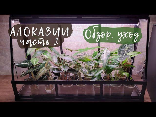 Обзор коллекции алоказий | Часть 2