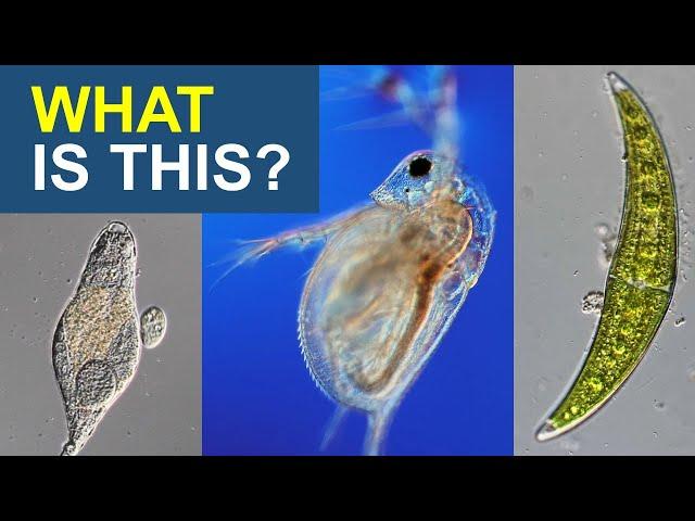 Top 13 Water Microorganisms Identified Under the Microscope: A Beginner's Guide