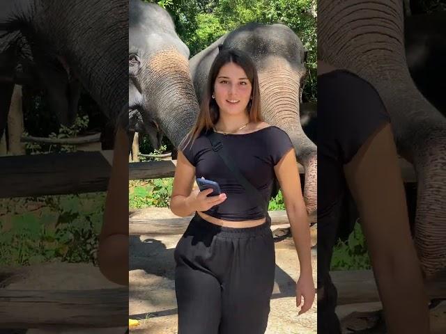Asian elephant conservation _ Elephant Protection | A Story of Hope and Redemption