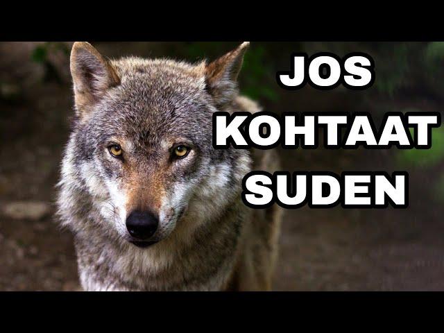 Mitä Tehdä Jos Kohtaat Suden