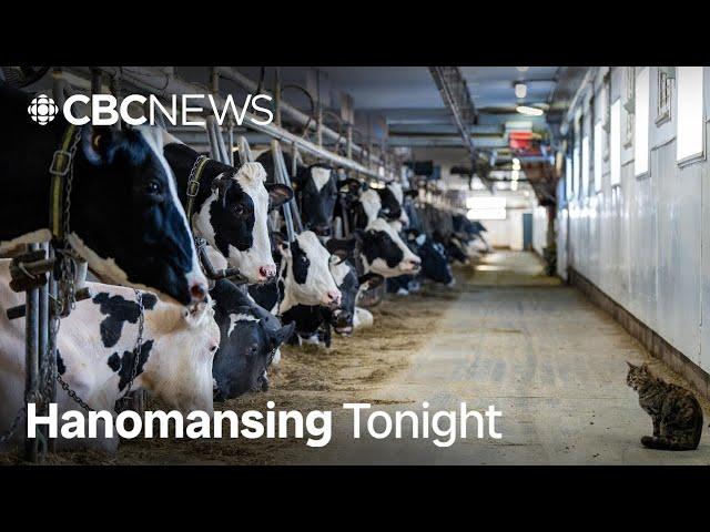 Why is Trump going after Canadian dairy? | Hanomansing Tonight