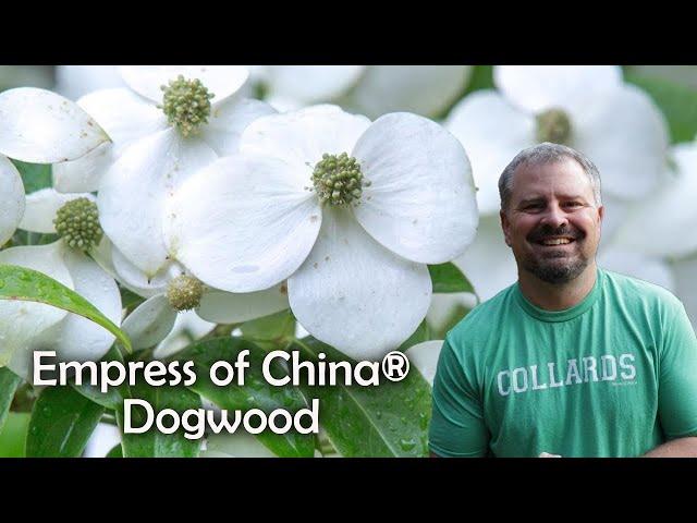 Empress of China® Dogwood