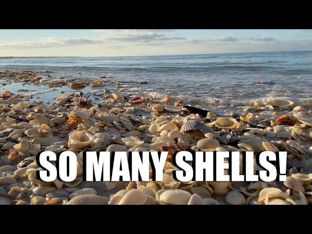 Why is looking for shells so fun? Florida beachcombing in Marco Island, Florida.