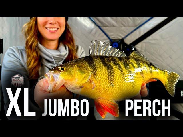 Ice Fishing MASSIVE JUMBO PERCH! (These Fish are UNBELIEVABLE)