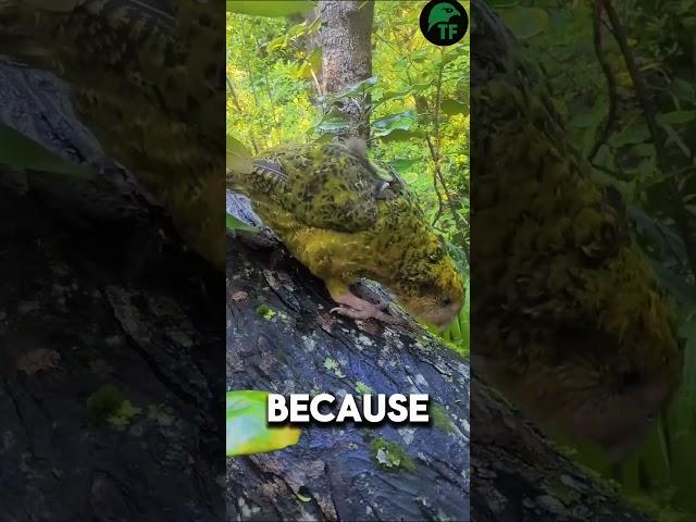 This Fat, Flightless Parrot Is One of a Kind ,  #kakapo #weirdanimals #animalfacts #Shorts
