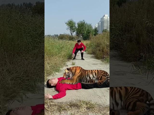 Tiger is Full3D Special Effects | 3D Animation #shorts #vfxhd