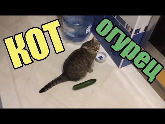 Смешные кошки приколы про кошек и котов 2017 Коты и огурцы