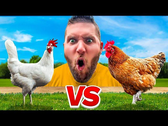 BATTLE THE OF THE BROILERS: CORNISH CROSS VS FREEDOM RANGER