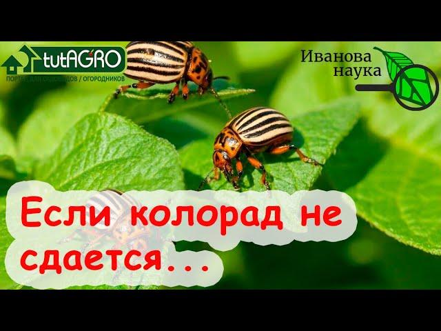 100 % способ уничтожить колорадского жука. Даже если другие варианты не сработали. Этот надёжный!