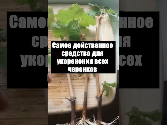 Самое действенное средство для укоренения всех черенков #огород #сад #цветы #дача