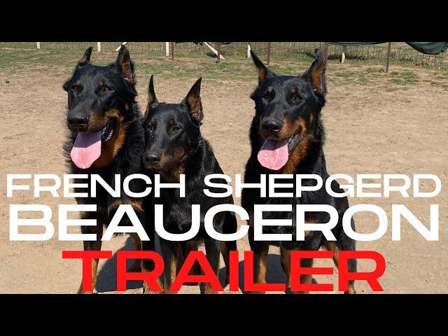 BEAUCERON - French Shepherd Dogs!  Trailer! DogCastTV!