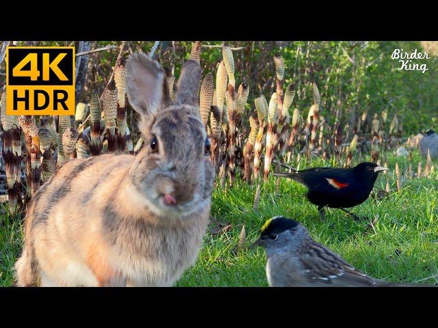 Videos for Cats to Watch  Cute Birds, Squirrels, Bunnies on the Green Grass  8 Hours(4K HDR)