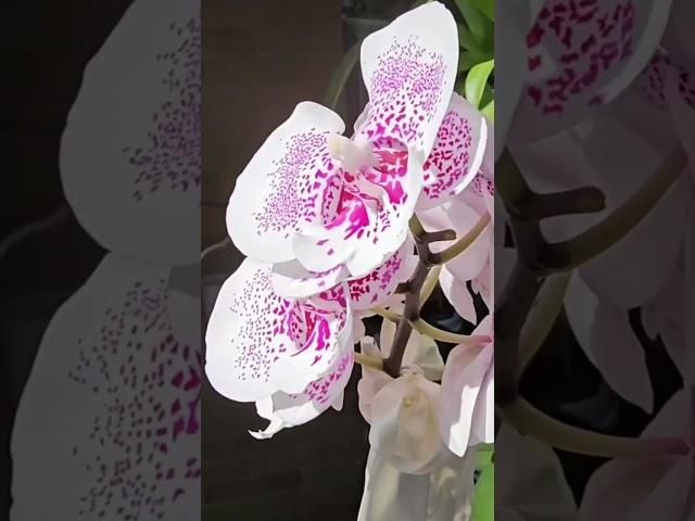 #орхидеи #орхидеяфаленопсис #оранжерея #orchid