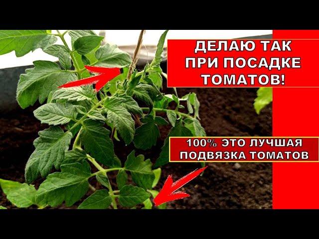 ТОЛЬКО ПРИ ТАКОЙ ПОСАДКЕ ПОМИДОР БУДЕТ В 10 РАЗ БОЛЬШЕ! СУПЕР СПОСОБ ПОДВЯЗКИ ТОМАТОВ в теплице