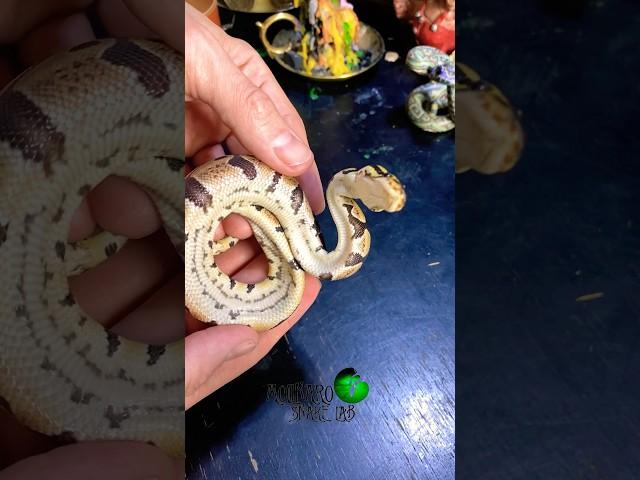 Something is off with our baby snake. #molinarosnakelab #sicksnake #snakewonteat #snakebreeder #diy