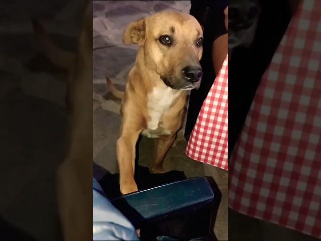 Perrito en Andagalá, Catamarca