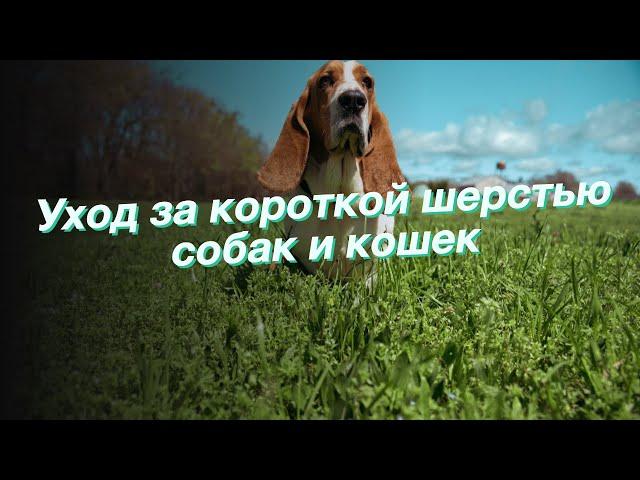 Уход за короткой шерстью собак и кошек