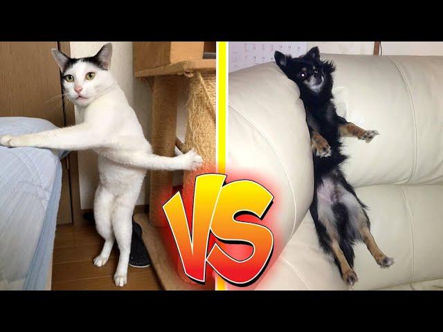  FUNNIEST PET COMPETITION  [CATS vs DOGS]