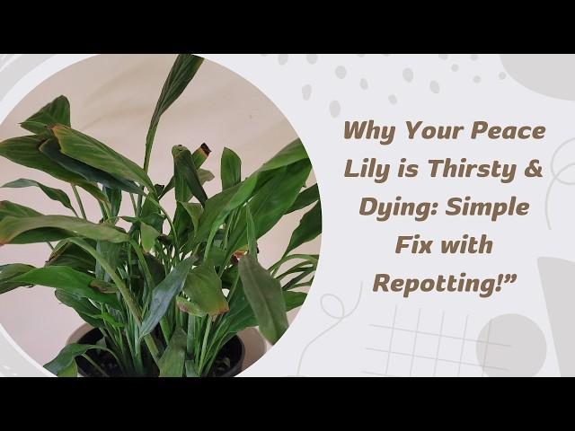 “How I Saved My Root-Bound Peace Lily: Step-by-Step Repotting Guide for Thriving Plants”