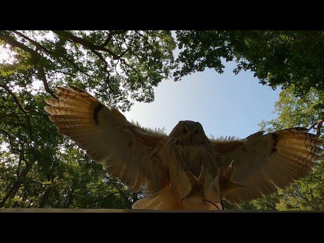 Siberian Eagle Owl slow motion flight and landing