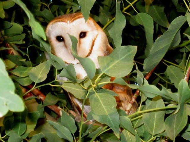 4. 30 min. documentary about Cyprus Barn owl (Tyto alba)  by George Konstantinou